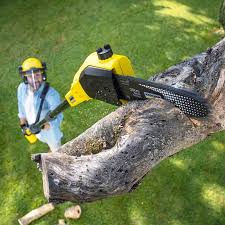 Why Choose Our Tree Removal Services in Brundidge, AL?