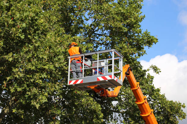 Best Tree Preservation Services  in Brundidge, AL