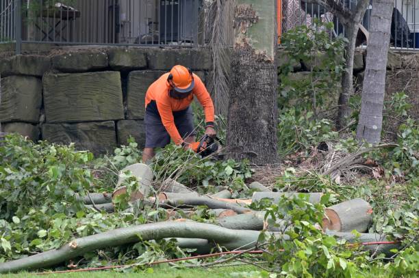 Trusted Brundidge, AL Tree Services Experts